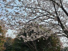 -高东镇樱花园