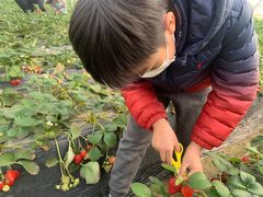 -喜杨洋草莓采摘园