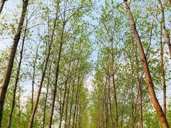 -合肥滨湖国家森林公园