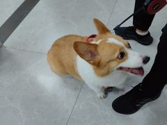 -中农国际动物医院24小时·猫科·骨科·急重症中心
