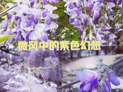 -嘉定紫藤园
