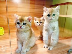 -猫十亿·布偶金渐层·曼基康矮脚猫舍(青年路店)