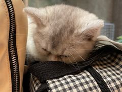 -猫咪派对(江南西店)