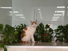 -中农大我爱我爱动物医院·核磁CT·猫病·24小时夜诊中心(石佛营店)