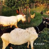 周末放电指南 世外葡园