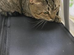 -宠颐生宠物医院外科·内科·皮肤科·影像科(石龙店)