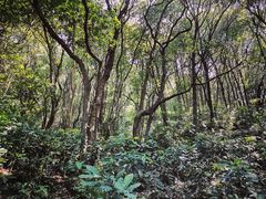 -梧桐山风景名胜区