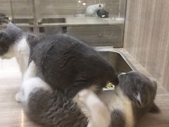 -飞行喵MR PILOT|猫舍·猫咖(静安大融城店)