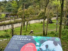 -中国大熊猫保护研究中心雅安碧峰峡基地