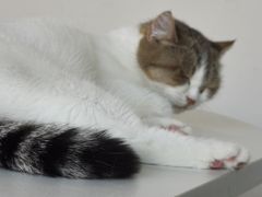 -怪兽屋·羊驼·猫咖·狗咖(俊华广场店)