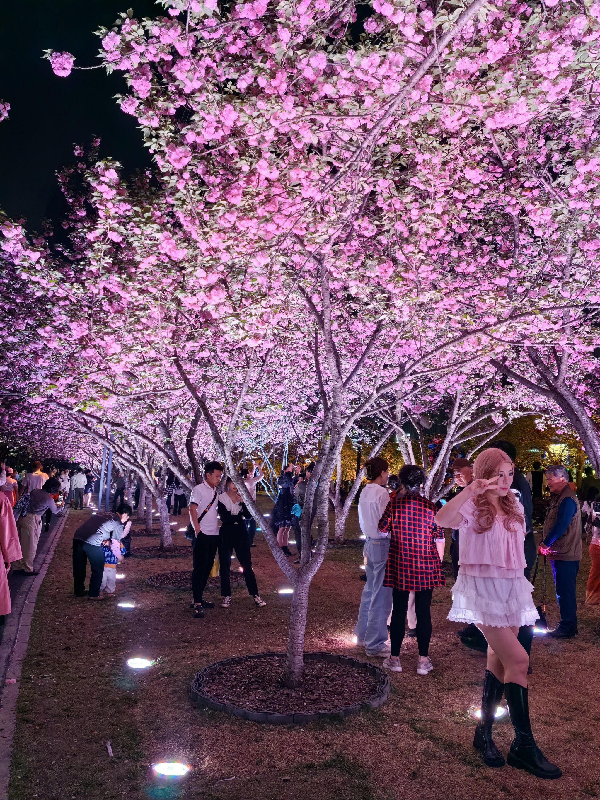 西北湖的樱花开得好好啊!