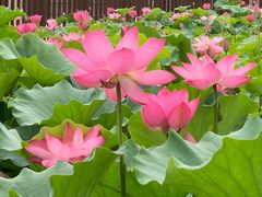 -莲花池公园