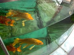 -旗利摩托(旧宫店)