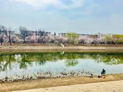 -桃花堤公园