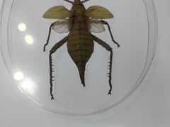 -上海昆虫博物馆