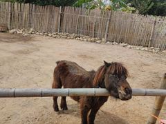 -泉州海丝野生动物世界