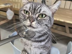 -豆逗聊愈猫阁Easy Life