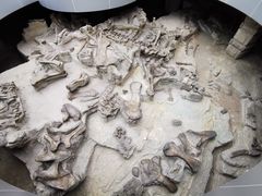 -自贡恐龙博物馆