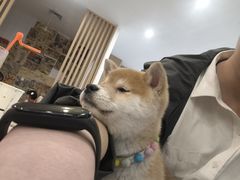 -柴犬小屋·柴餐厅·狗咖食堂(金鼎广场店)