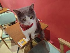 -猫色咖啡·猫咖