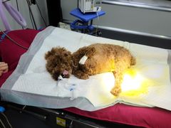 -爱侣宠医·鹦鹉专科·小型哺乳类·异宠专科(灵石路店)