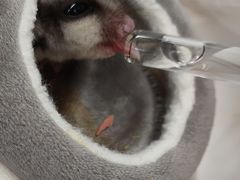 -青石桥花鸟鱼虫市场(叠翠城店)