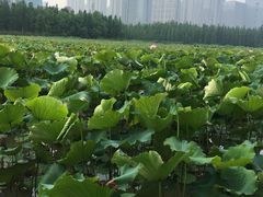 -艾溪湖湿地公园