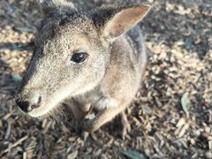 -费瑟代尔野生动物园