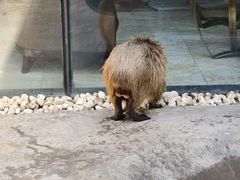 -廊坊固安福朋喜来登酒店