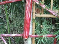 -呀路古热带植物园