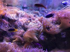 -悉尼海洋生物水族馆