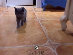 -猫大福·Fortune Cat猫舍(百子湾店)