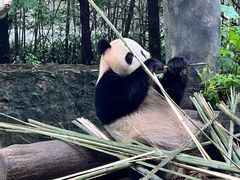 -都江堰中华大熊猫苑