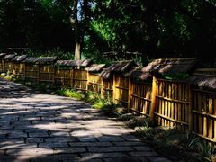 -上海共青森林公园