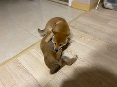 -喜多萌中农锦绣动物医院24H·猫科·牙科MRI·CT