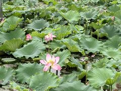 -渤公岛生态公园