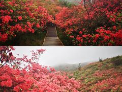 -大围山国家森林公园