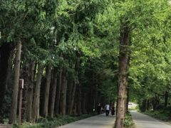 -上海滨江森林公园