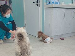 -纳吉亚猫专科动物医院·北北分院