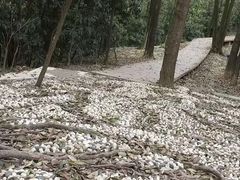 -南山植物园