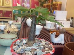 -八马茶业(胜利路旗舰店星海湾茶馆)