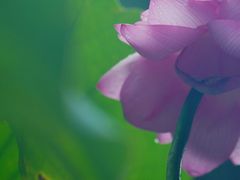 -荔湾湖公园
