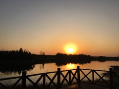 -合肥滨湖国家森林公园