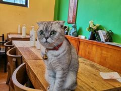 -李小姐の猫咖啡馆(五角场店)