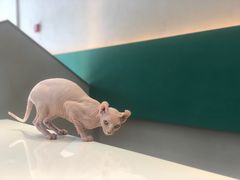 -飞行喵MR PILOT|猫舍·猫咖(静安大融城店)