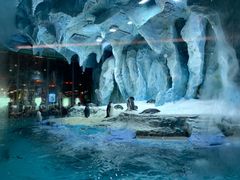 -帝企鹅自助餐厅•儿童岛•真企鹅(长隆企鹅酒店)