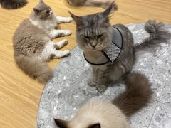 -米乐乖乖猫咪咖啡馆·猫咖(深圳湾后海汇店)
