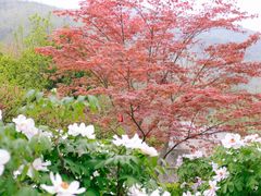 -盛世牡丹苑生态文化旅游区