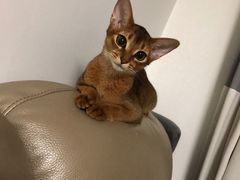 -北京赛佳动物医院