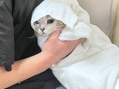 -喜洋洋宠物医院(震川路总店)